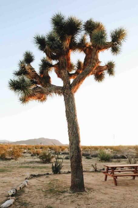 The La Brisa Hideaway - Secluded Feeling! Villa Joshua Tree Esterno foto